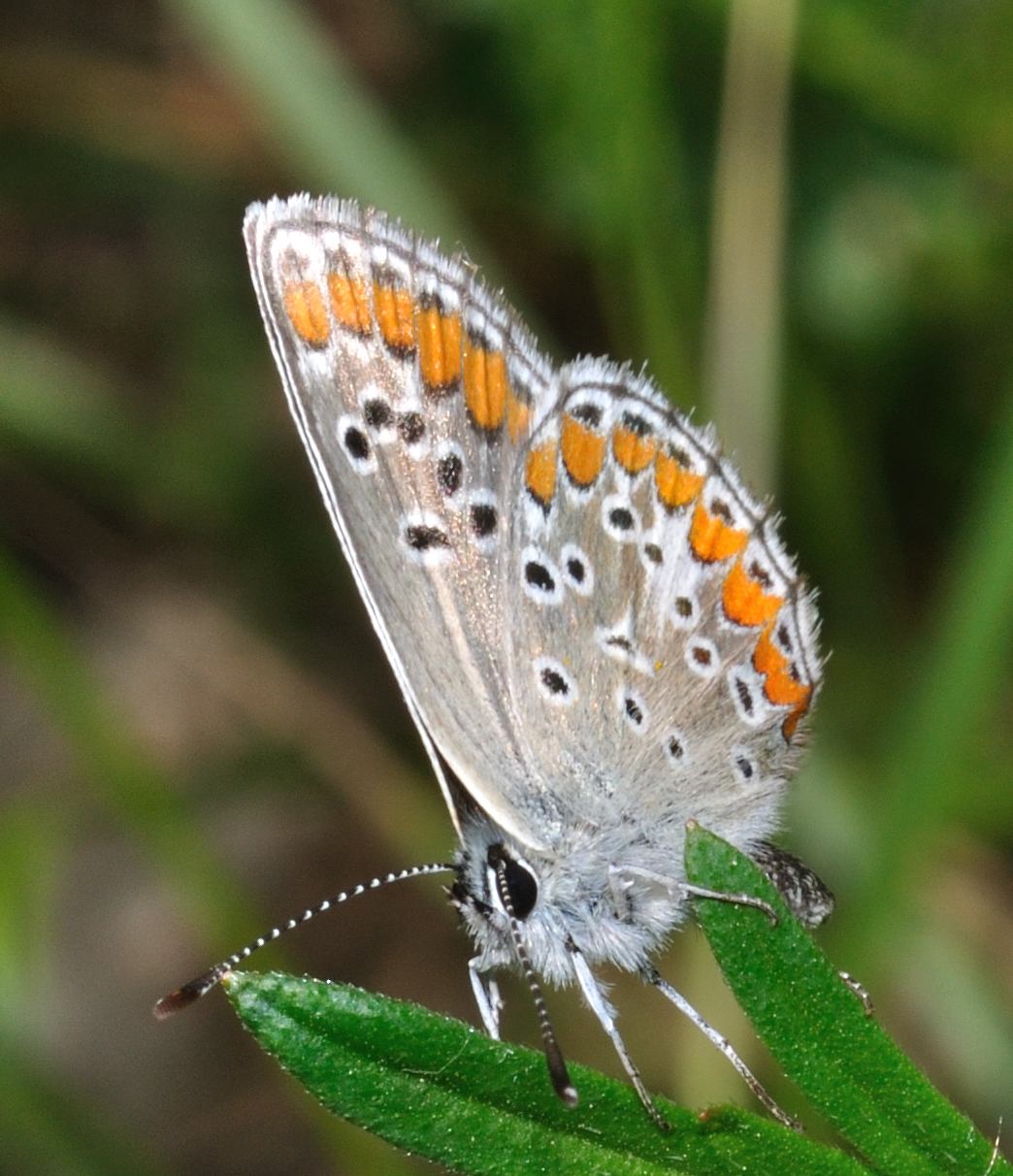 ID Farfalla - Aricia agestis